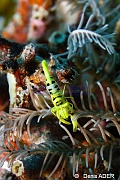 Laomenes cornutus-Liwutonkidi Island-11m-20180604-Denis-ADER-DSC_3864_tn